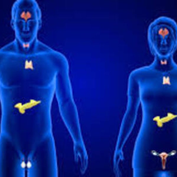 Sistema Endocrino
